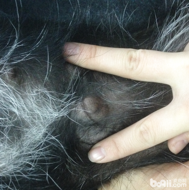 犬臍疝的診斷及手術方法