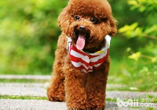 犬常見手術介紹