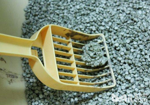 貓砂用哪種比較好？
