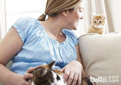 壓力大?不妨試試貓咪療法