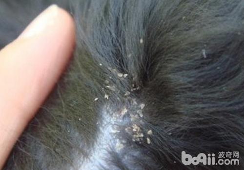 如何防止犬真菌性皮膚病復發
