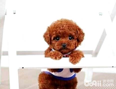 泰迪犬需要絕育嗎