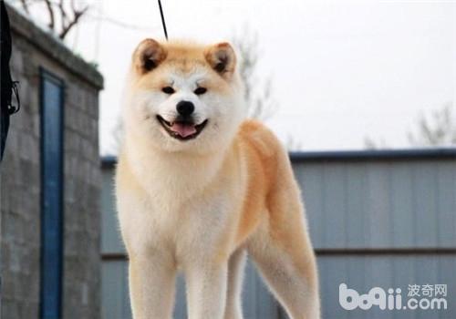 犬中暑的癥狀及形成原因
