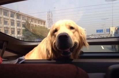 怎樣讓狗狗乖乖坐車，讓狗狗乖乖坐車的方法有哪些？