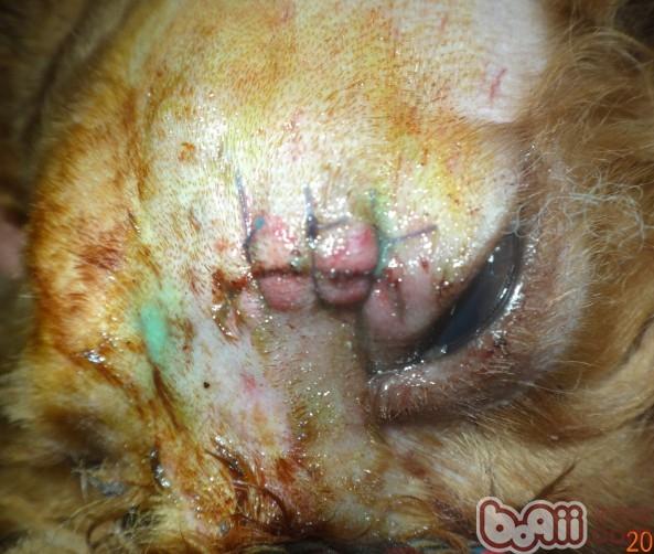 一例犬頭部外傷的急救處理