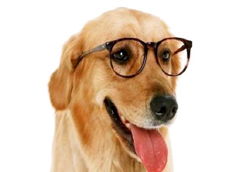 關于狂犬病你不得不知的幾個問題