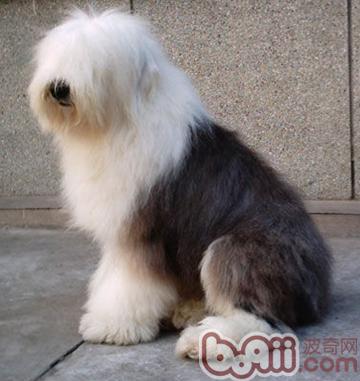 犬類瞼外翻癥狀和治療方法