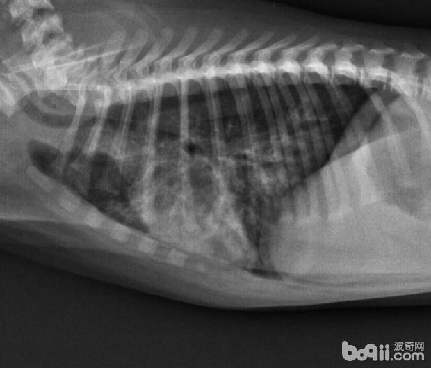 安宮牛黃丸在犬瘟熱病例治療中的應用