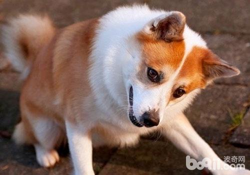 犬的慢性腎衰竭介紹