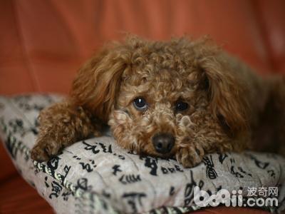 狗狗得了犬心絲蟲病怎么辦 犬心絲蟲病怎么治療