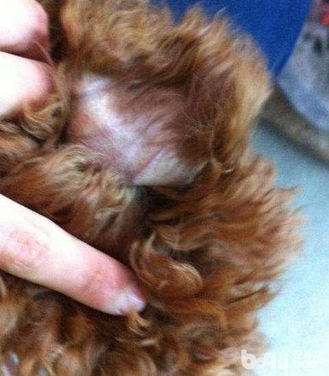 泰迪犬耳朵毛發越來越稀疏怎么辦