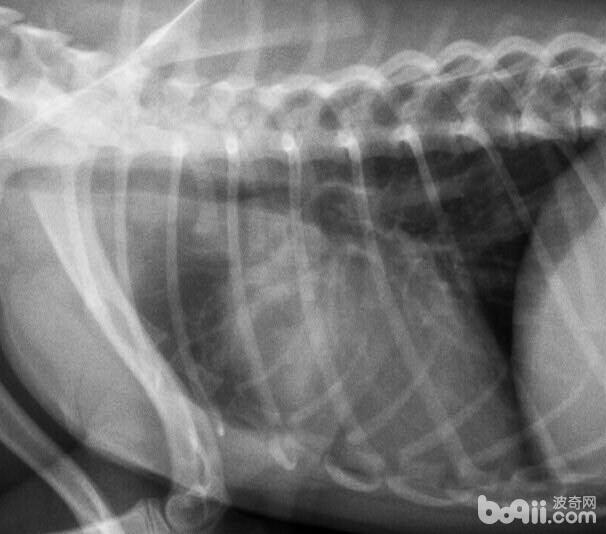 一例犬傳染性肝炎病例治療報告