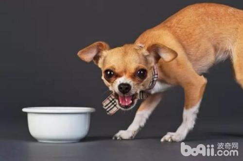 狗狗護食怎么辦？怎么解決狗狗護食？