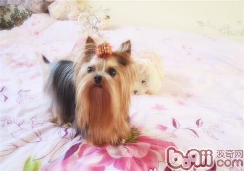 關于約克夏的基礎美容