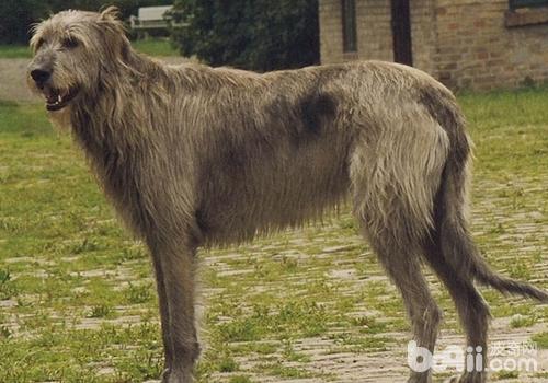 犬水腦癥的治療案例