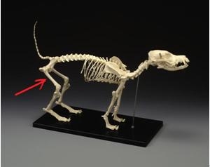 一例犬股骨骨折的內固定手術治療
