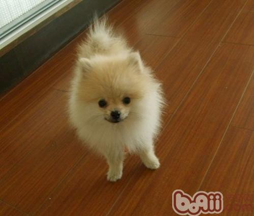 怎樣讓博美犬遠離細小