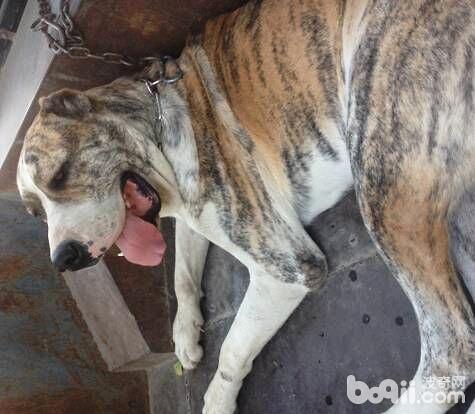 犬陰道脫的診斷及治療心得