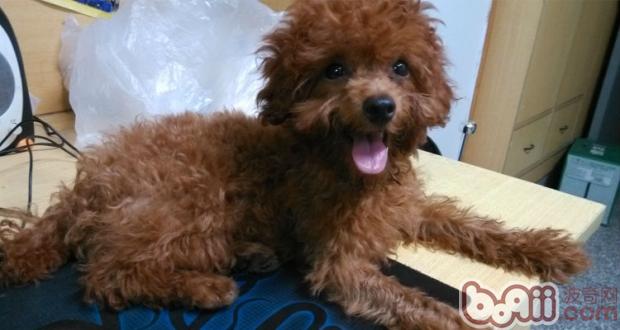 狗狗毛發護理及美容常識