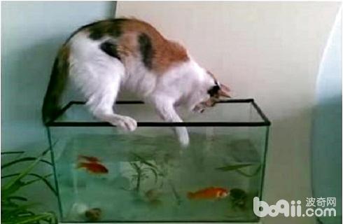 貓為什么喜歡吃魚？給貓吃魚需要注意什么
