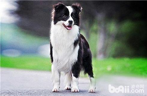 邊境牧羊犬怎么訓練