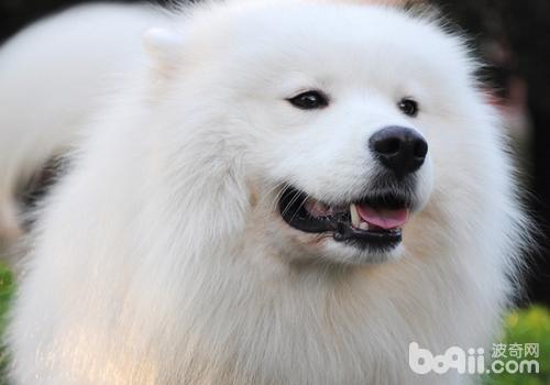犬冠狀病毒的病因及癥狀