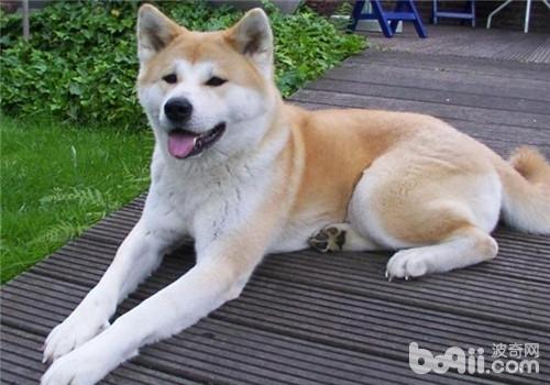 犬扁桃體炎的臨床癥狀