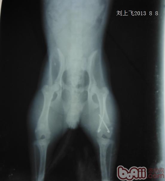 一例犬股骨遠端骨折案例分析