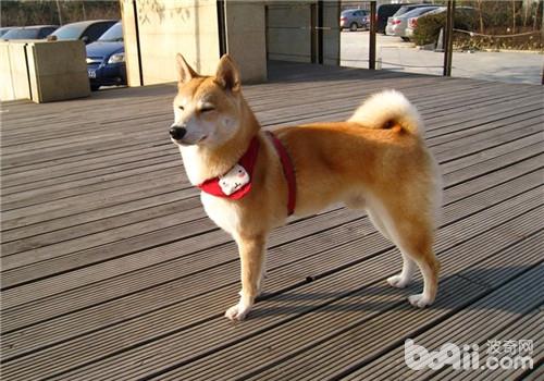 犬細小病毒的預防措施