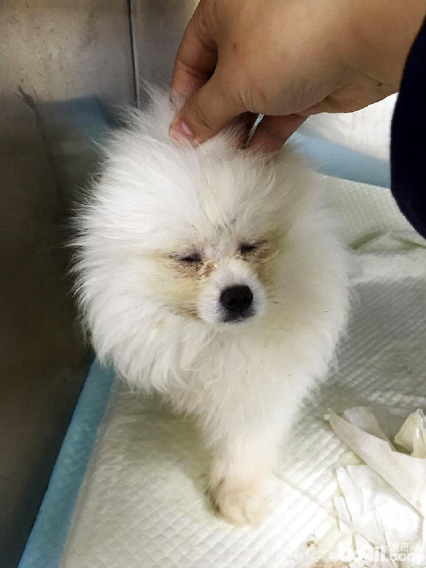 博美犬的結膜炎的治療體會