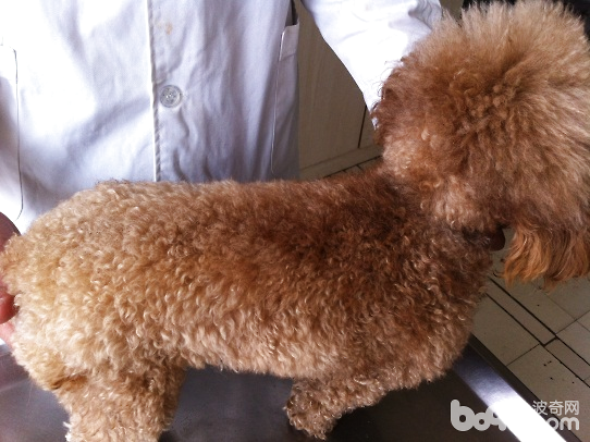 常見犬皮膚病的發病原因及診斷