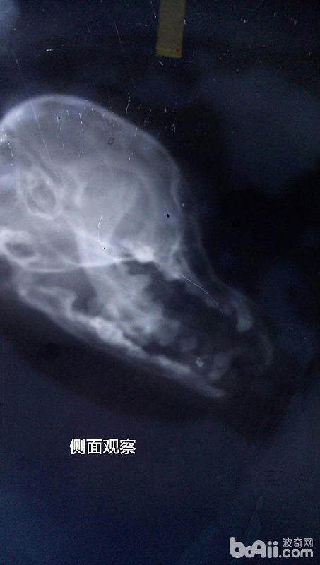 犬前腿、下頜骨骨折及常見的治療方法
