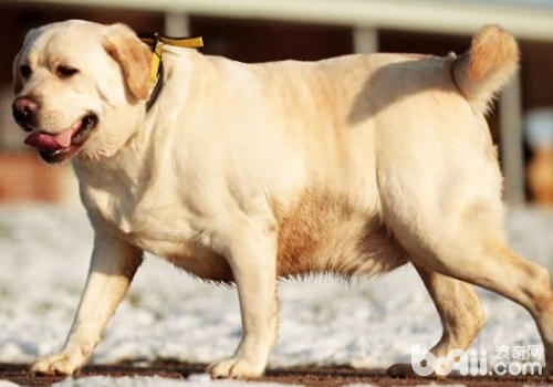 如何預防<a href=/zhonglei/gou/ target=_blank class=infotextkey>狗</a>狗關節病