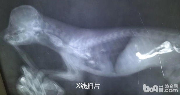 比熊的永久性右位主動脈弓病例分析
