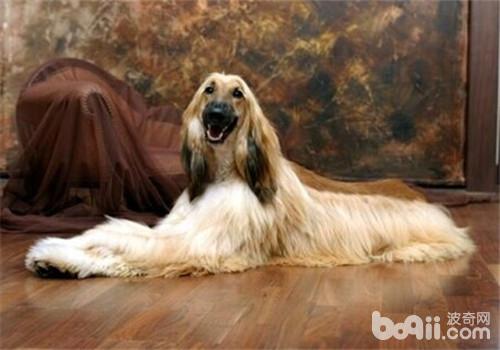 犬臍疝的診斷及防治