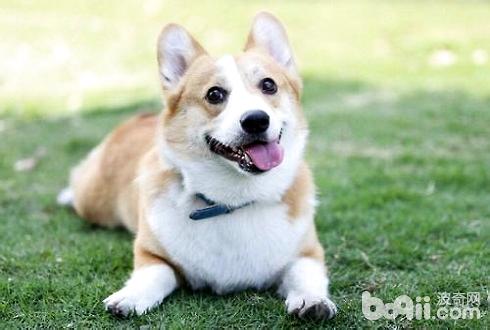 犬細小病毒癥狀及治療方法