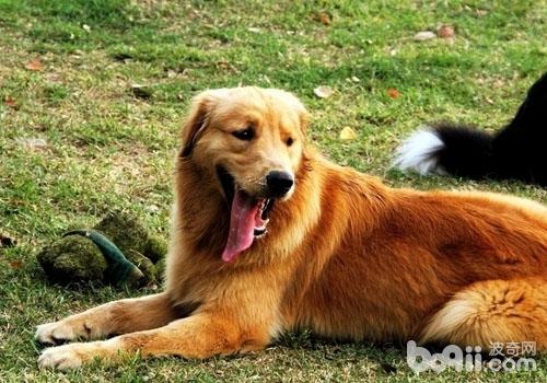 導致金毛犬拉肚子的原因有哪些