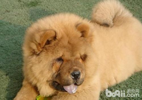 犬旋毛蟲病的發病因素有哪些