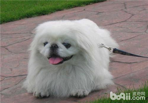 犬腸胃炎的臨床癥狀