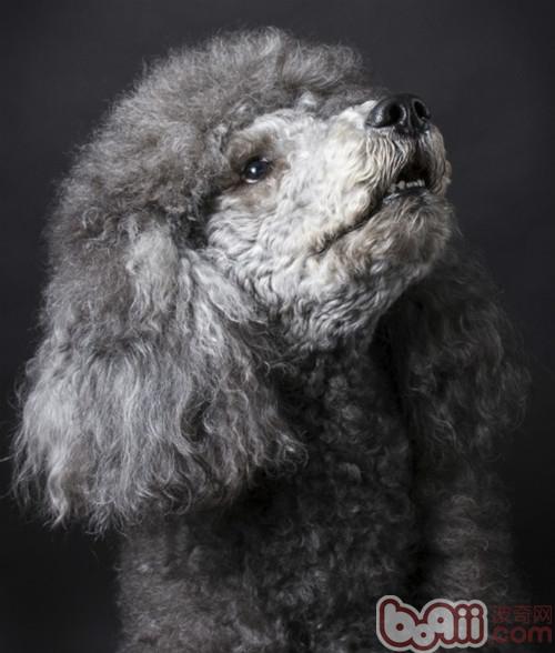 有毒的木糖醇和犬胃扭轉擴張