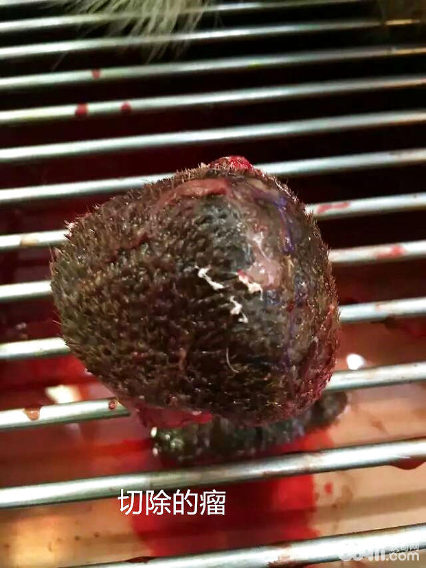 德國牧羊犬的骨肉瘤病例