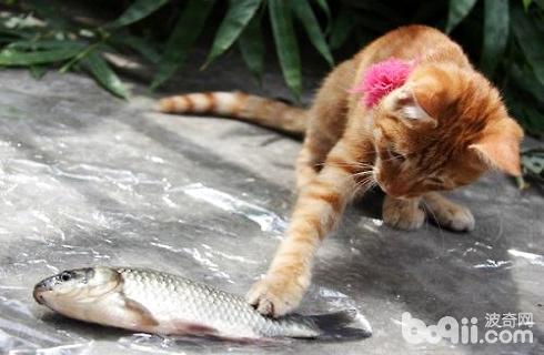 貓為什么喜歡吃魚
