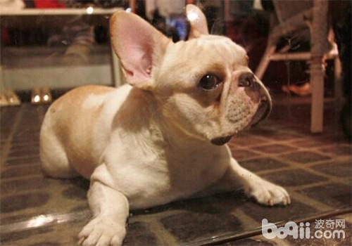 母犬不育癥的病因及治療