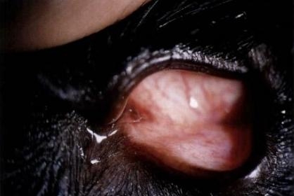 寵物淚腺堵塞癥狀和治療方法