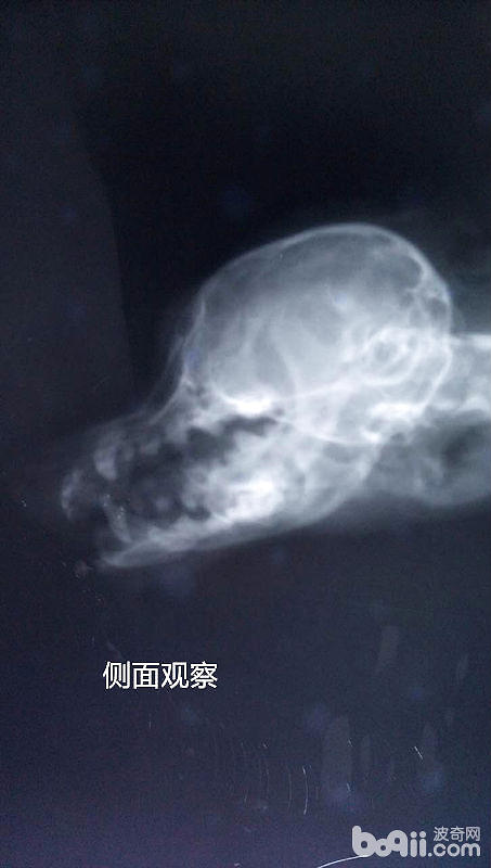 犬前腿、下頜骨骨折及常見的治療方法