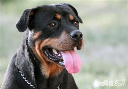 犬舐觸性皮炎的防治方法