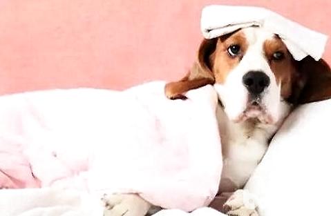 狗狗的腸胃問題怎么辦？怎么調理？