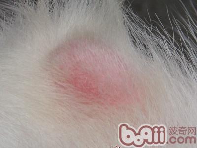 犬真菌性皮膚病的診療要點