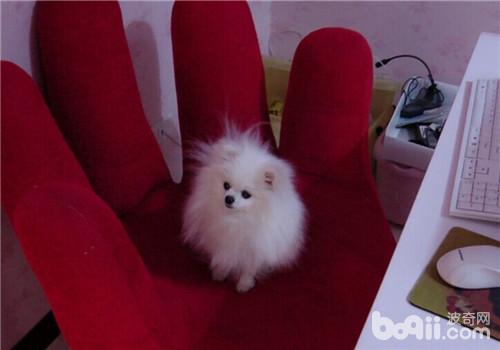犬急性子宮內膜炎的癥狀及檢查