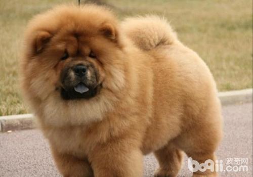 松獅犬有倒睫怎么辦